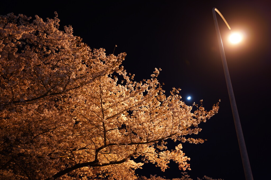 桜・月