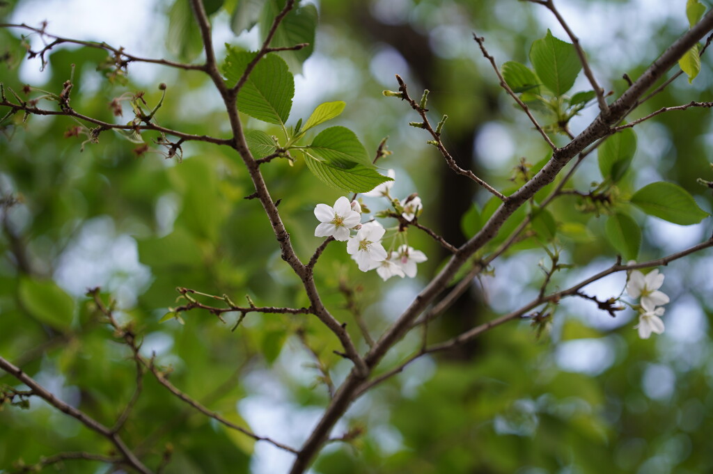 マイペースに咲く