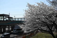 桜・上溝駅