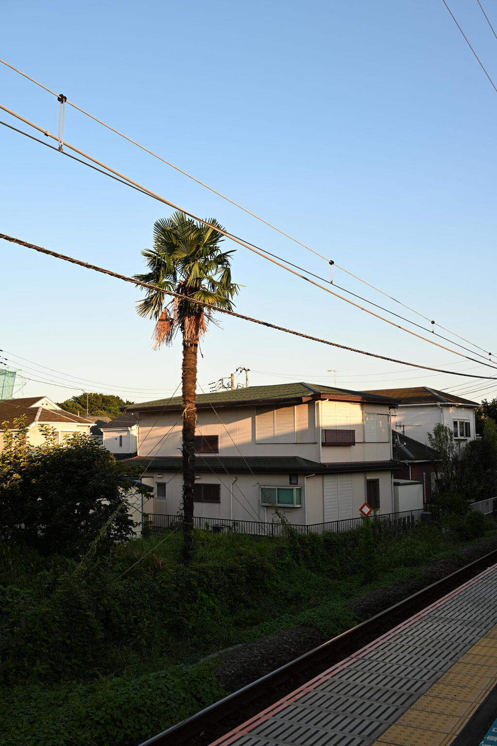 下溝駅 ソテツ