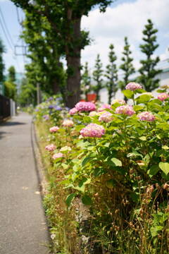 紫陽花