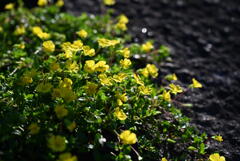 花の苑地・花壇