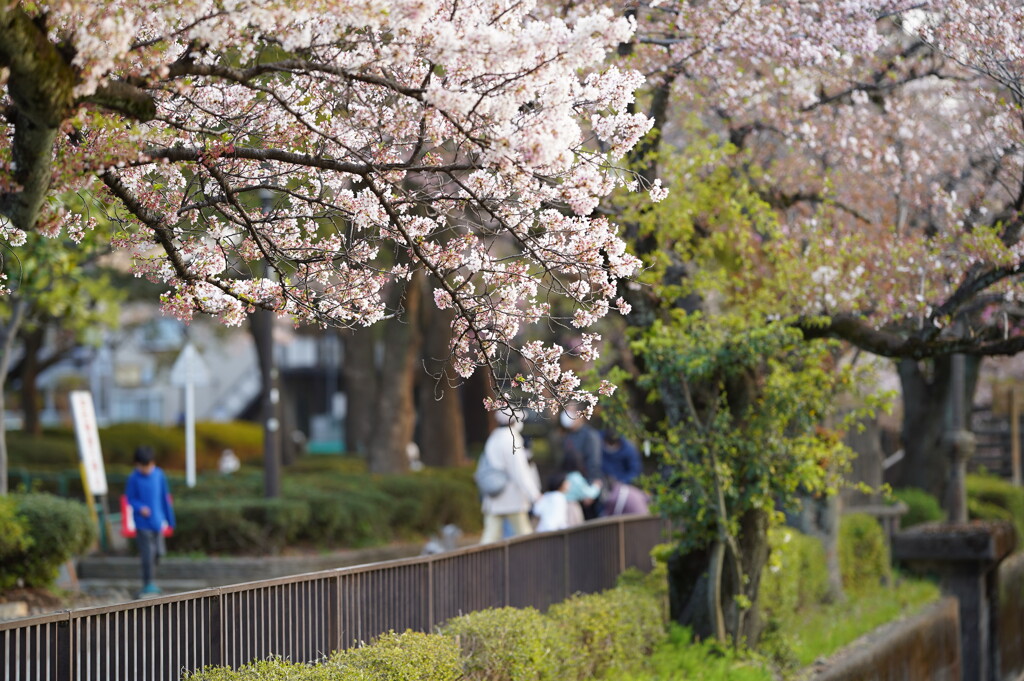 公園・桜