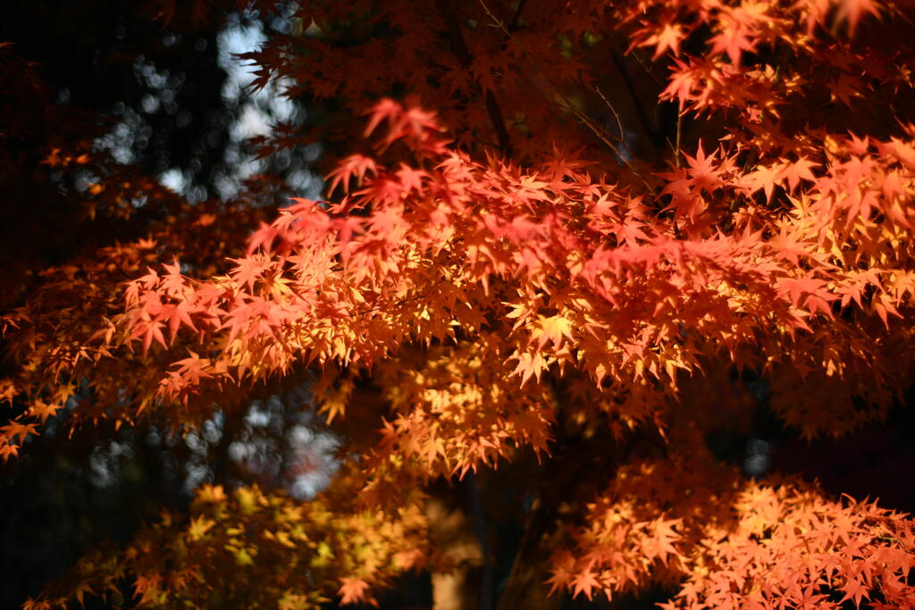 曽根丘陵公園