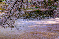 散る桜　埋まる池