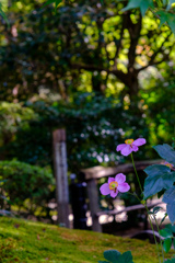 京都　詩仙堂庭園で