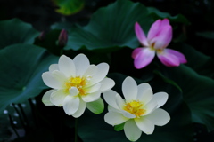 咲くやこの花館前池の蓮（２）