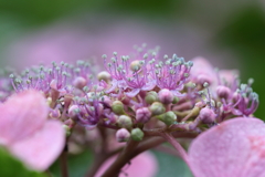 紫陽花(2)