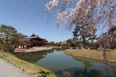 桜と平等院
