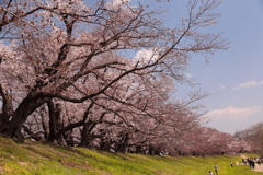 背割堤の桜