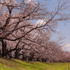 背割堤の桜