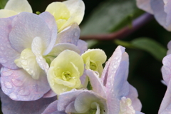紫陽花(1)