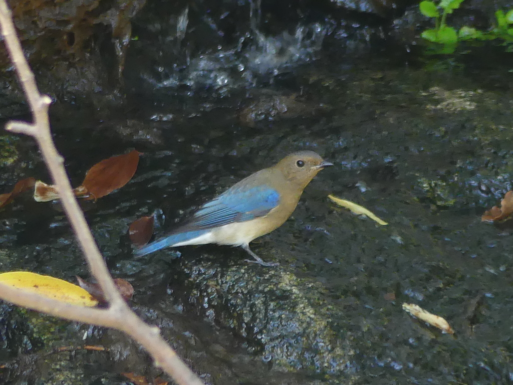 オオルリの若鳥