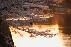 黄金桜に舞うアオサギ