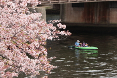 水都桜巡り