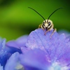 紫陽花の上で休憩