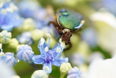 紫陽花と昆虫