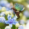 紫陽花と昆虫