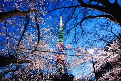 桜の衣を羽織った東京タワー