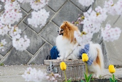 花見犬