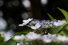 朝の紫陽花