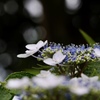 朝の紫陽花