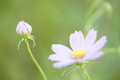 秋桜