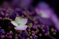 紫陽花の接写