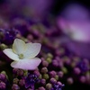 紫陽花の接写