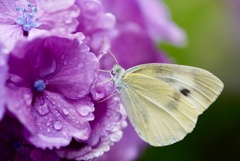 蝶と紫陽花