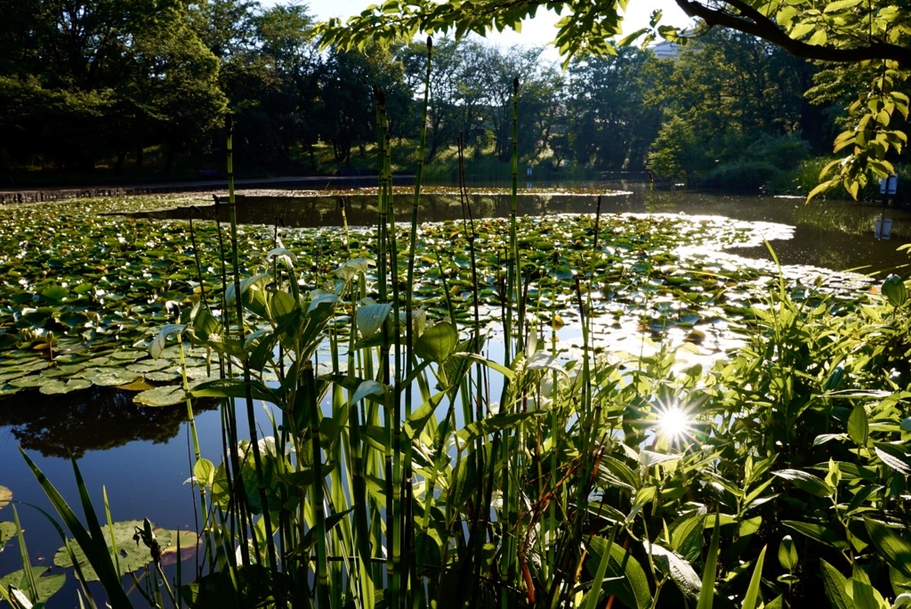 朝の公園