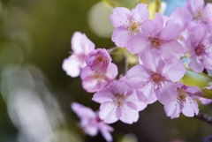 河津桜