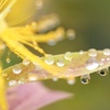 雨上がりの公園にて