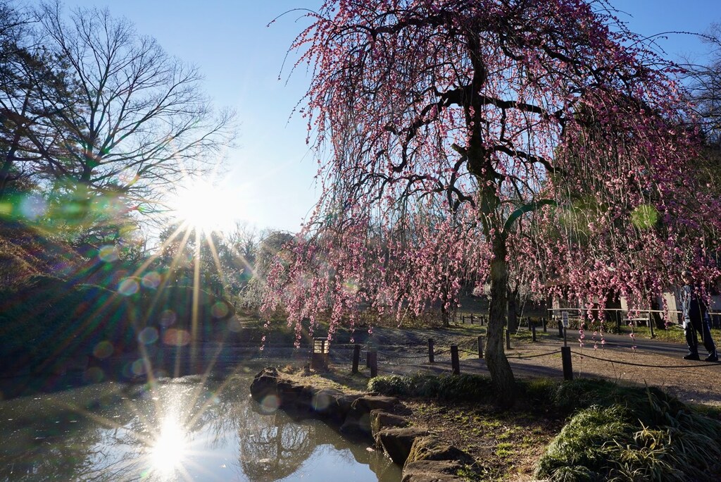 梅林の朝景