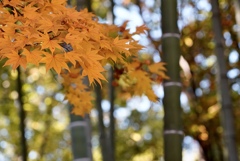 秋の竹林