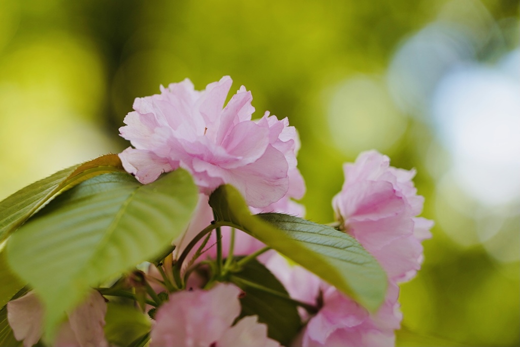 八重桜