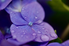 紫陽花と滴