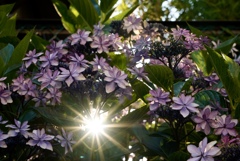 紫陽花の中から顔を出す朝陽