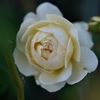白い薔薇
