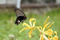 蝶と彼岸花