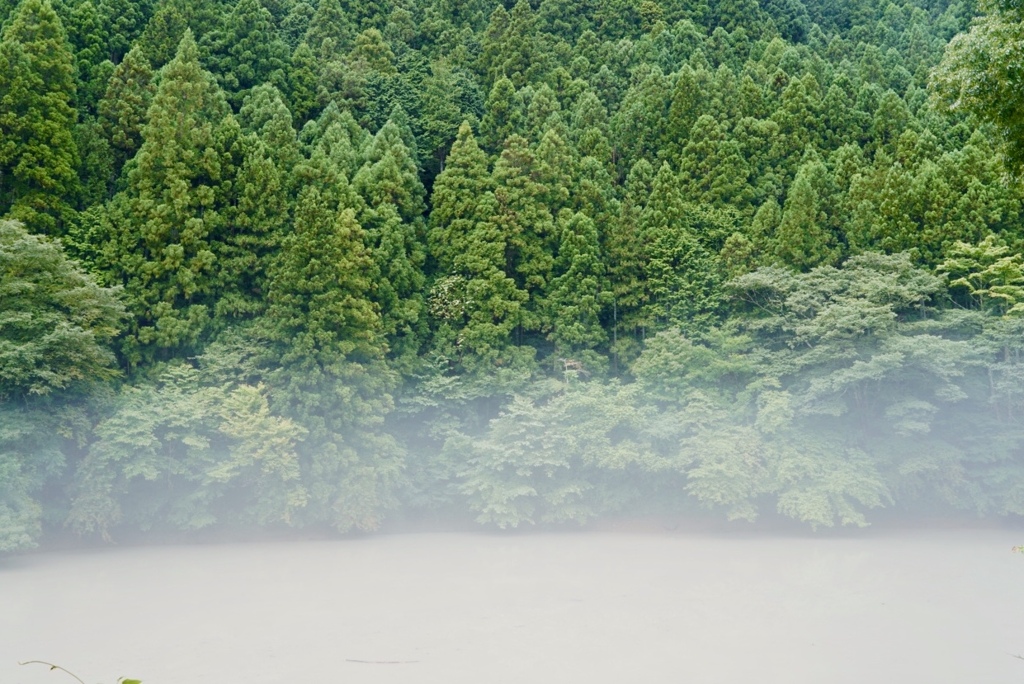 雨上がりの池