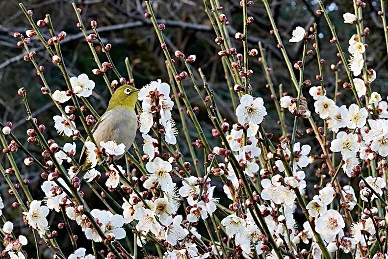 春の使者