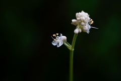 可愛く開花