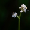 可愛く開花
