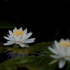 朝の睡蓮