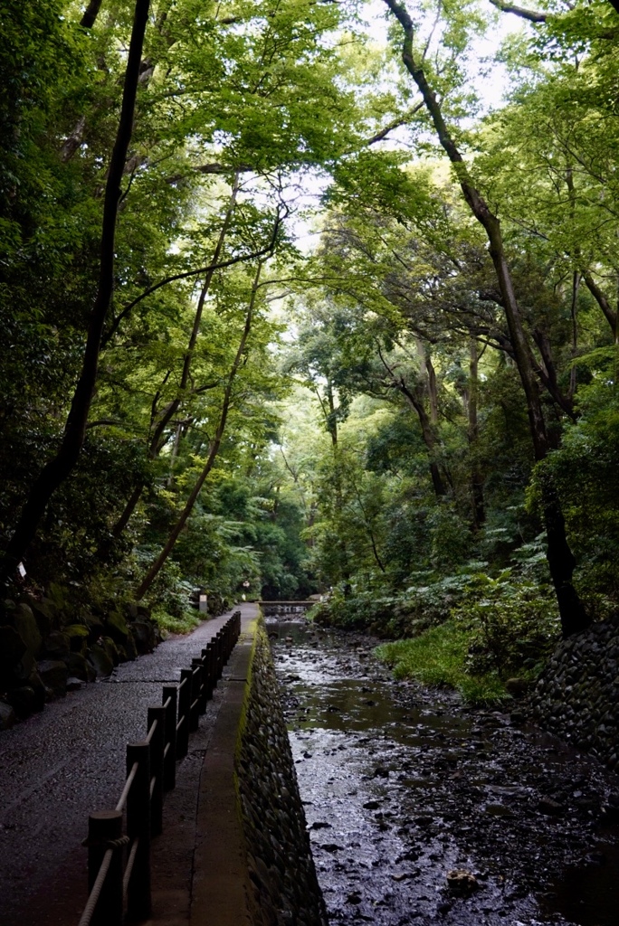 早朝の等々力渓谷