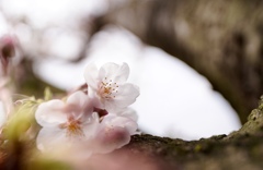 桜前線到来