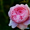 薔薇