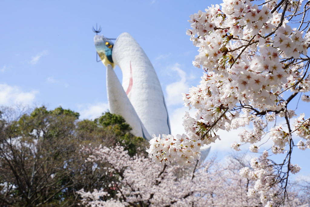 太陽の塔と桜