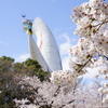 太陽の塔と桜